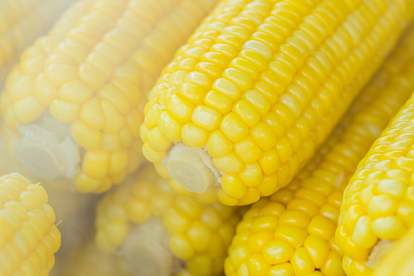 삶은 옥수수 보관을 위해 소분하는 삶은 옥수수